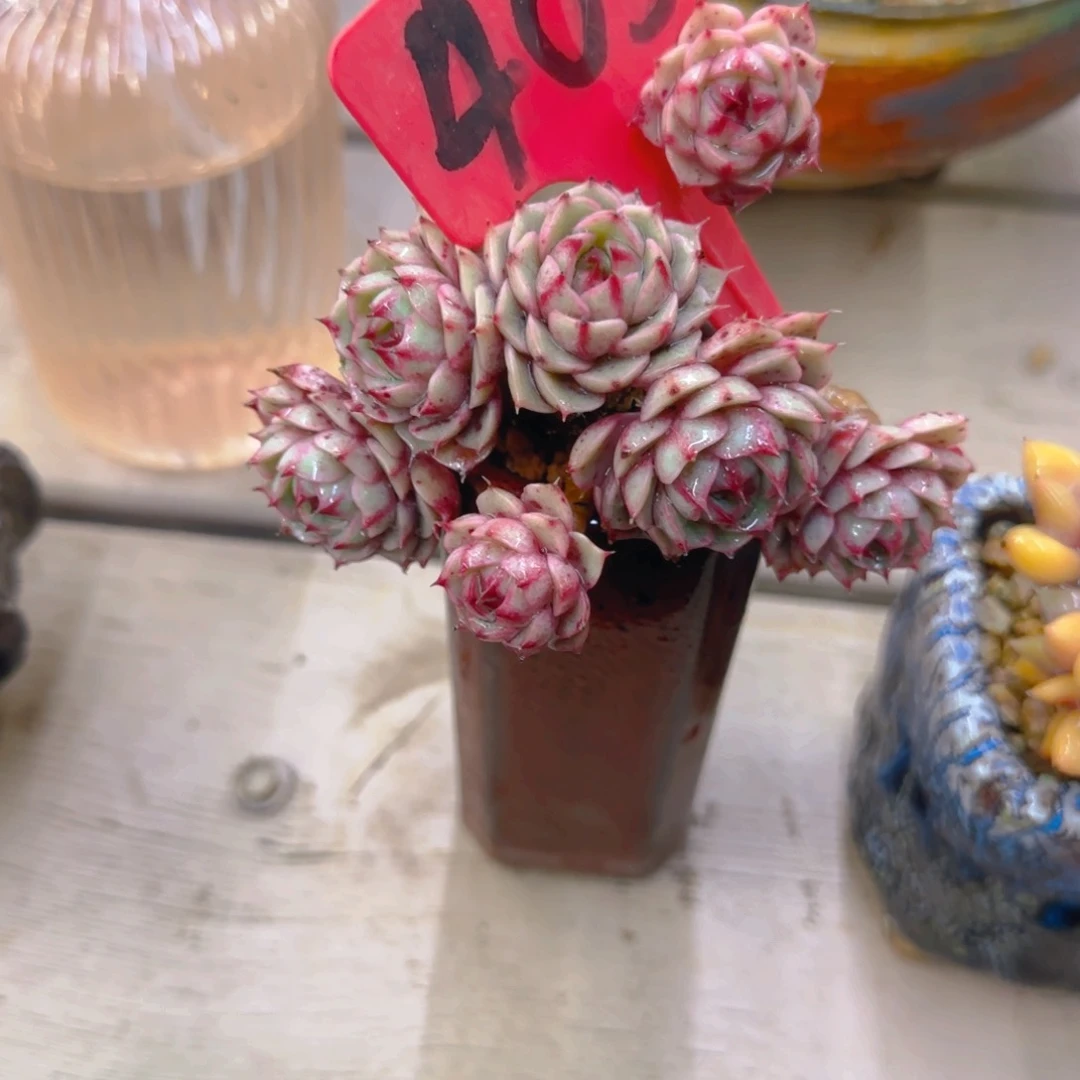 婷*405多肉植物一物一拍