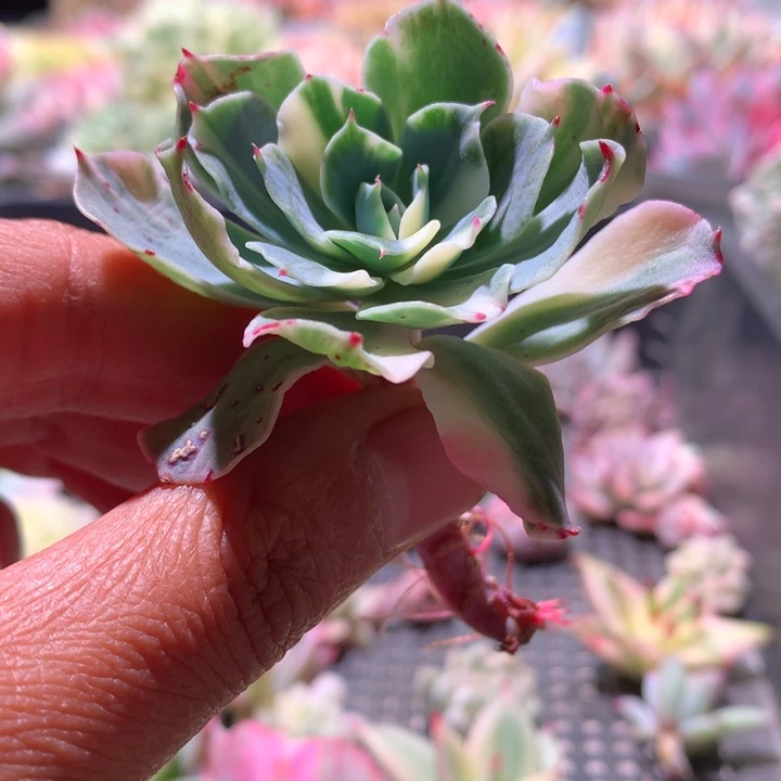 海啸拉丝锦有根有根