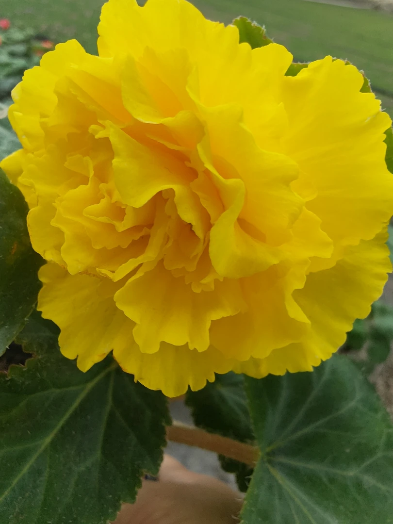 贵妃大花夫妻海棠黄色一颗