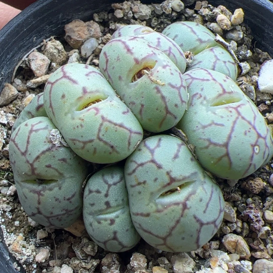 大家过年好22240