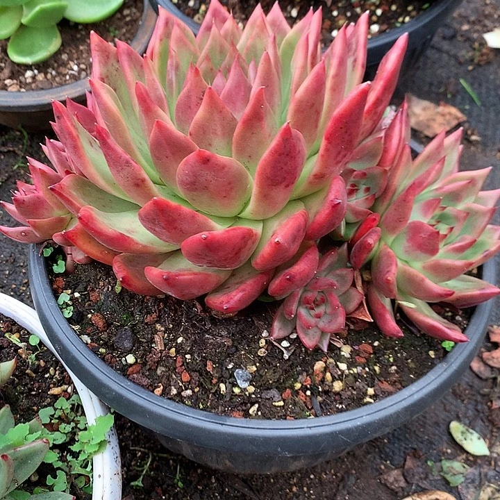 处理特价活动开始啦