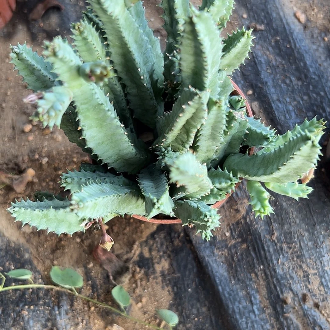 多肉植物甜甜圈群