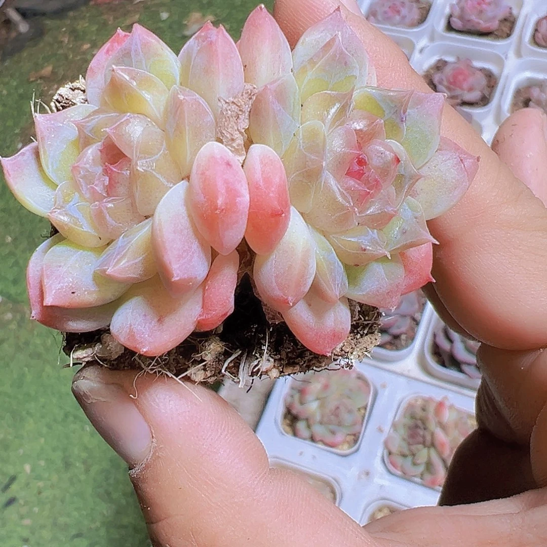 双头流沙珍妮19包邮