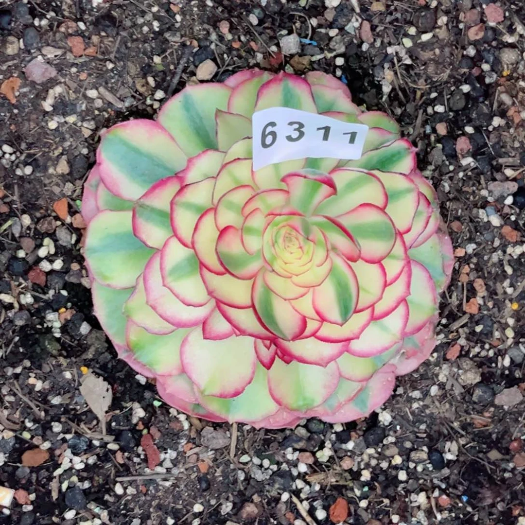 荔枝多肉发货发货