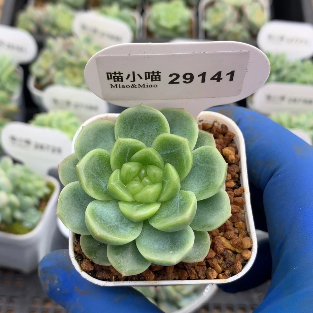 *****多肉植物杂交珍妮