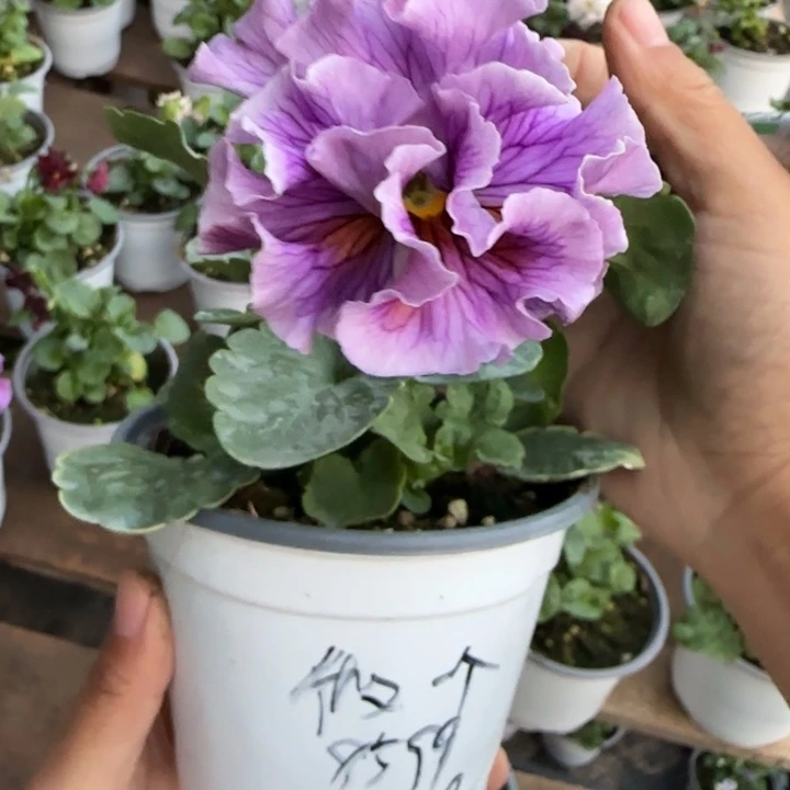 做***子无花朵角堇小苗一物一拍