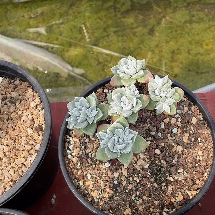 小鹿多肉一物一拍苹果叶