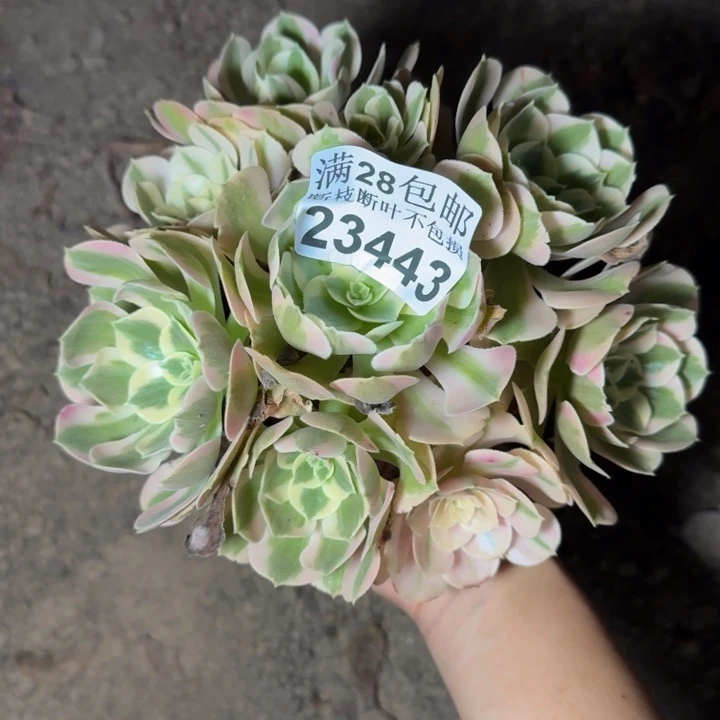 23443南女郎多肉植物