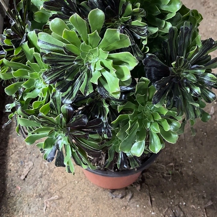 多肉植物水墨丹青锦…………