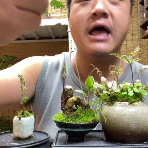 红陶一物一拍所见即所得148