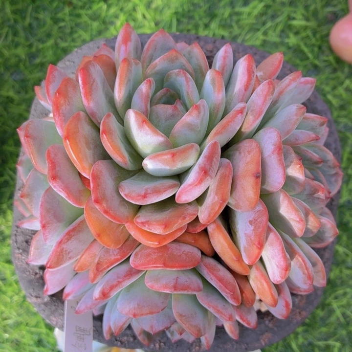 多肉植物全明星-4