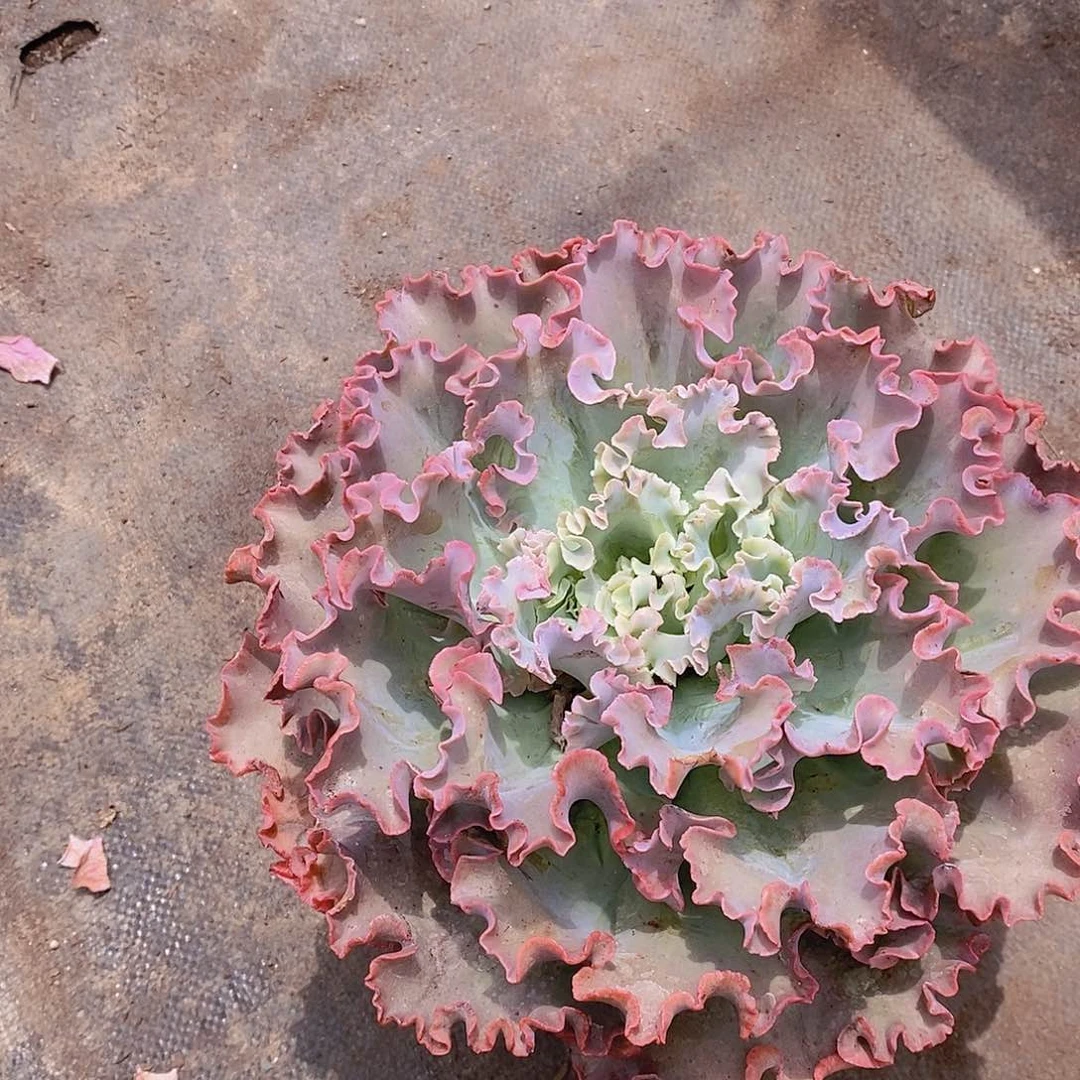 高砂之翁超级大大单头老桩精品