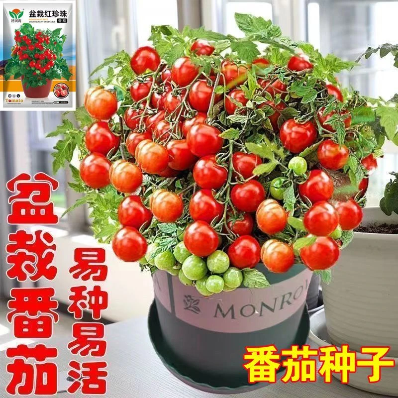 四季种植盆栽番茄种子矮生小番茄西红柿种籽苗阳台盆栽蔬蔬菜种子