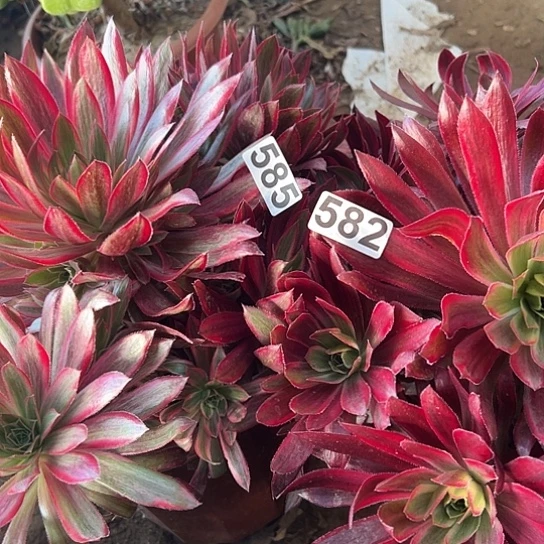 静**远多肉植物两个