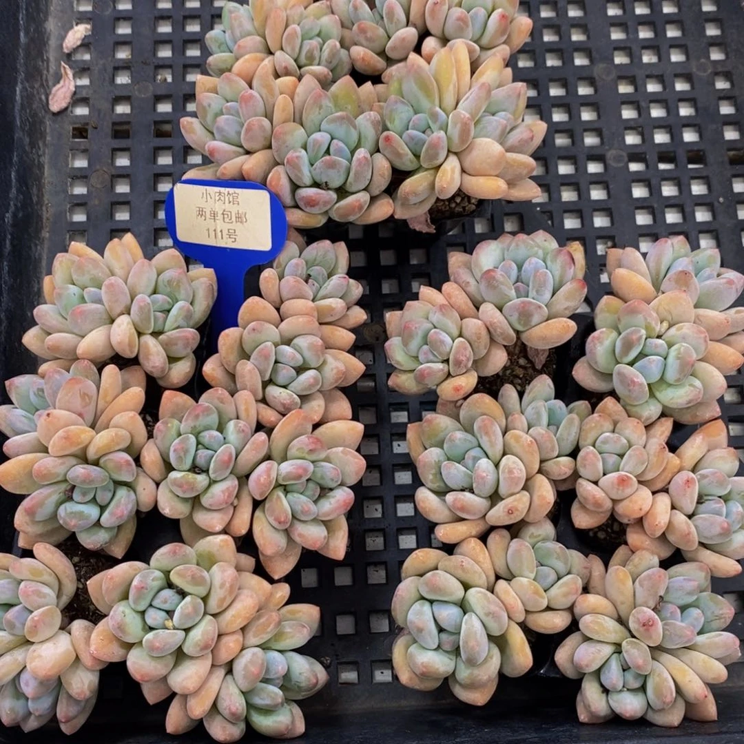 111-精品奶油老桩香水双头六个