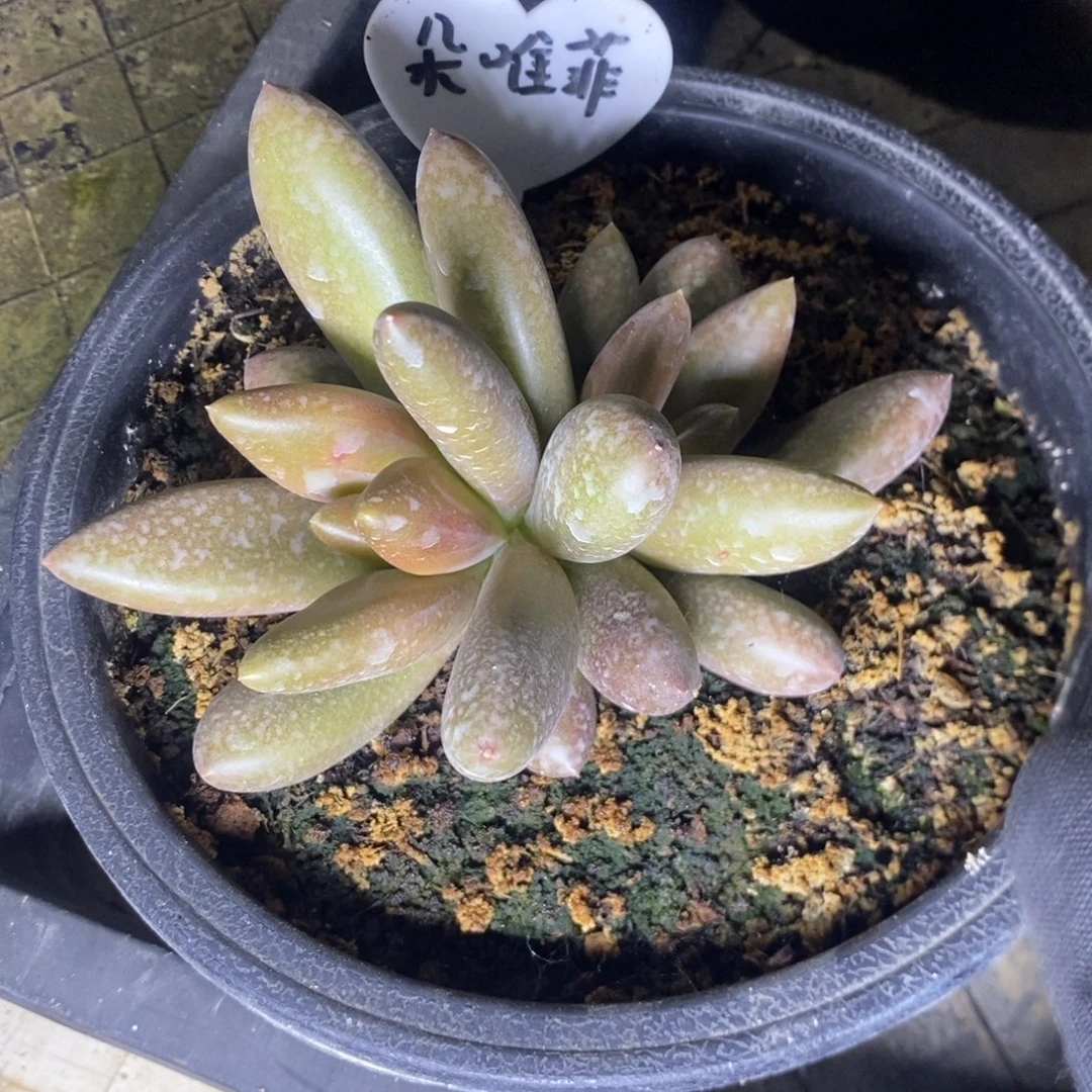 用***9朵唯菲。