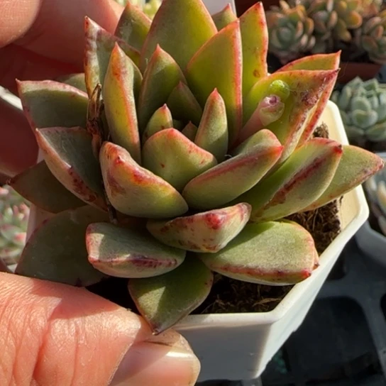 512海螺杂一物一拍多肉