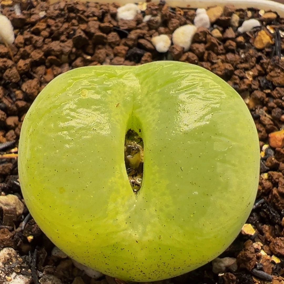 100多肉植物百科植物
