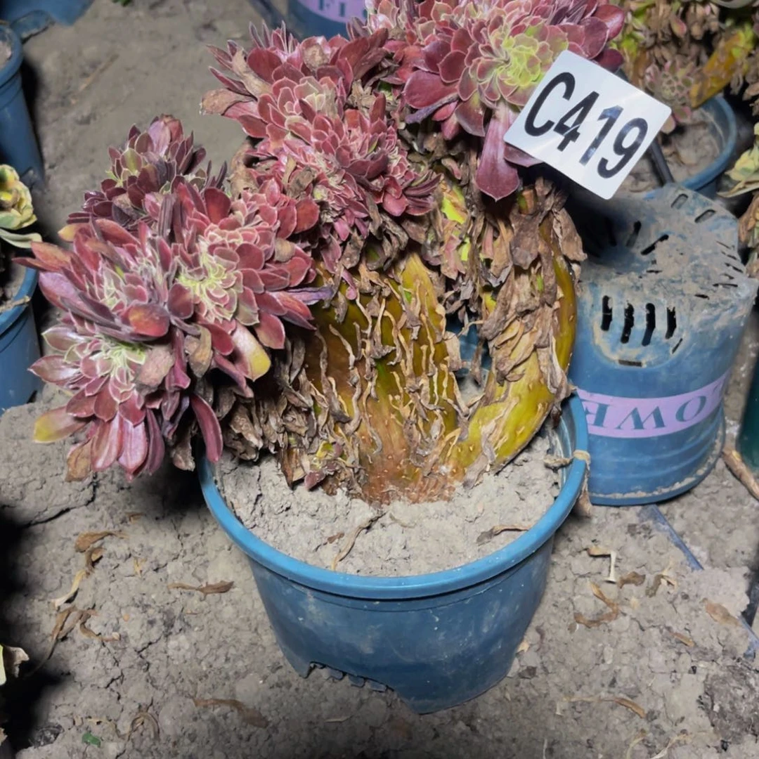 欧若拉法师26///42包邮