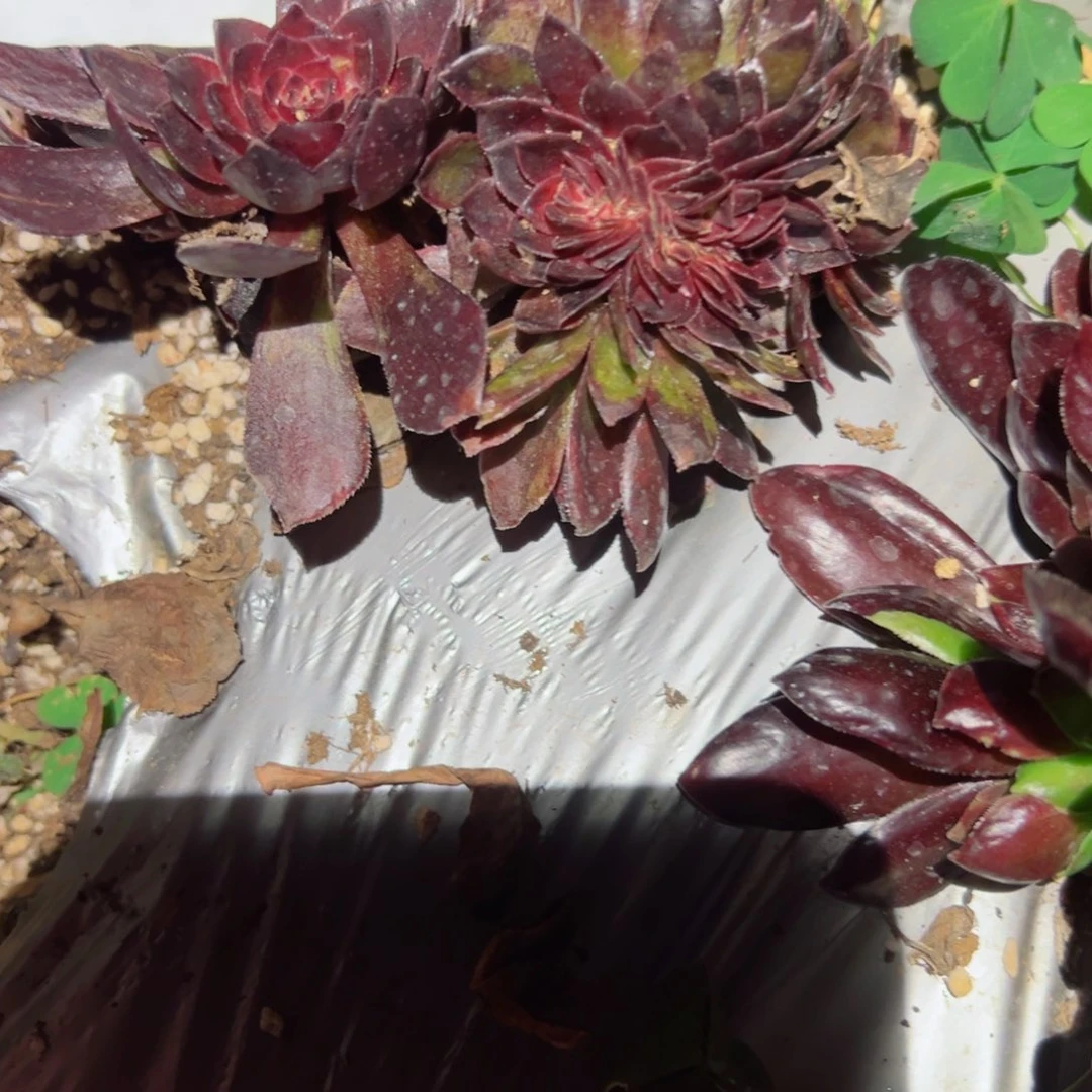 254 号多肉植物法师新年福利