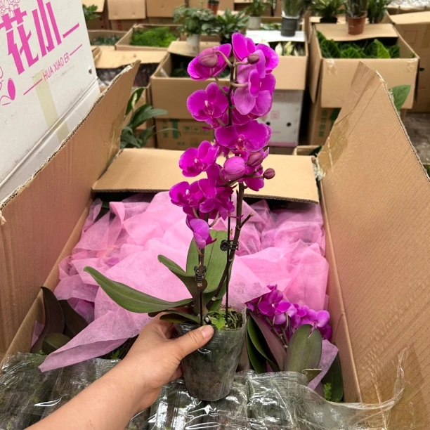 蝴蝶兰盆栽绿植易养 延