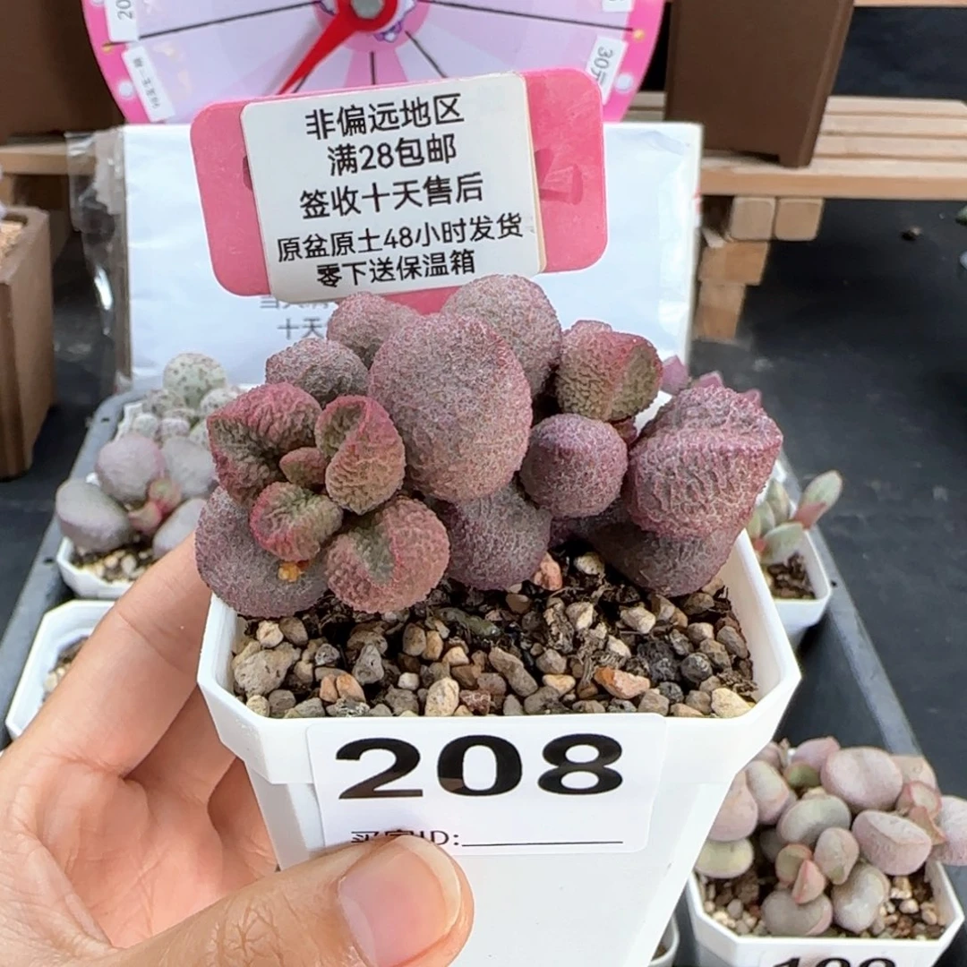 208水蜜桃多肉植物