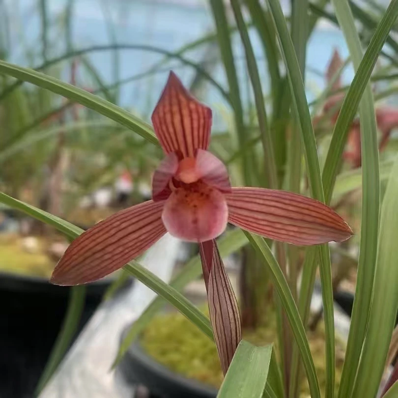 春兰、春剑、慧兰、秋芝、送春 (顺丰包邮) 一物一拍  图片仅供参考