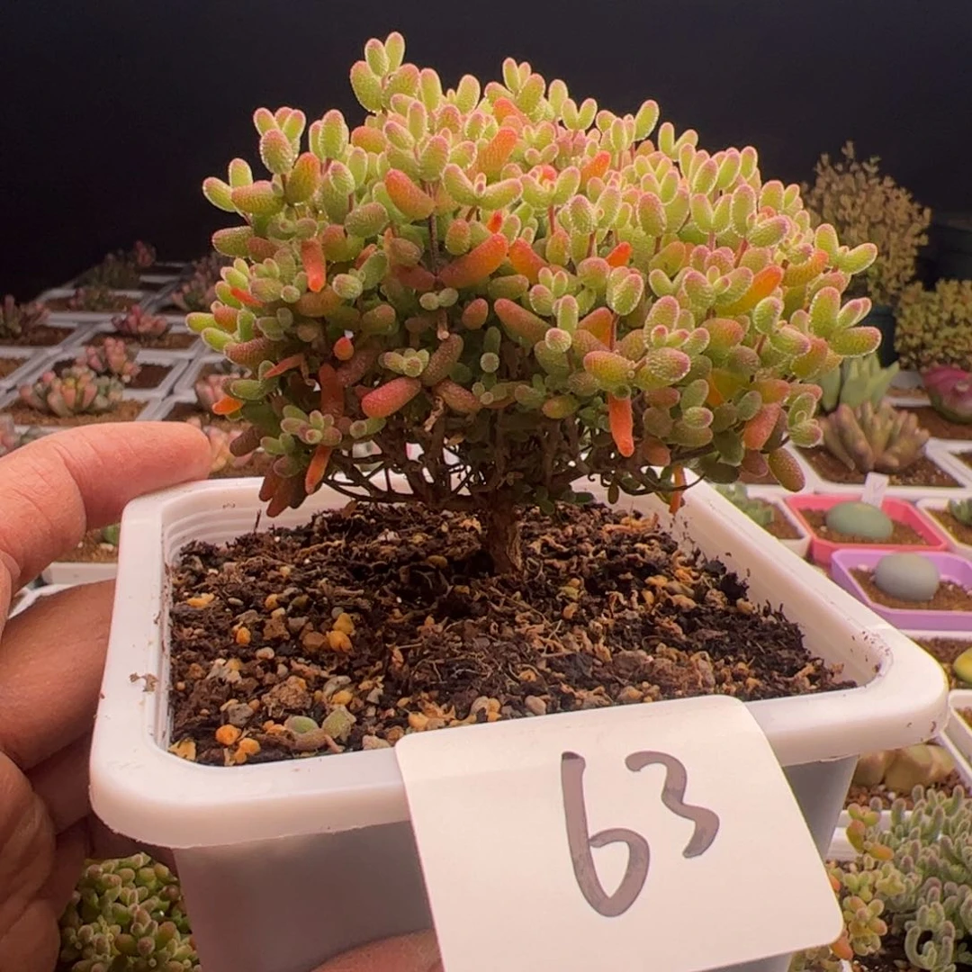 t****g2.16金桔糖球多肉植物63