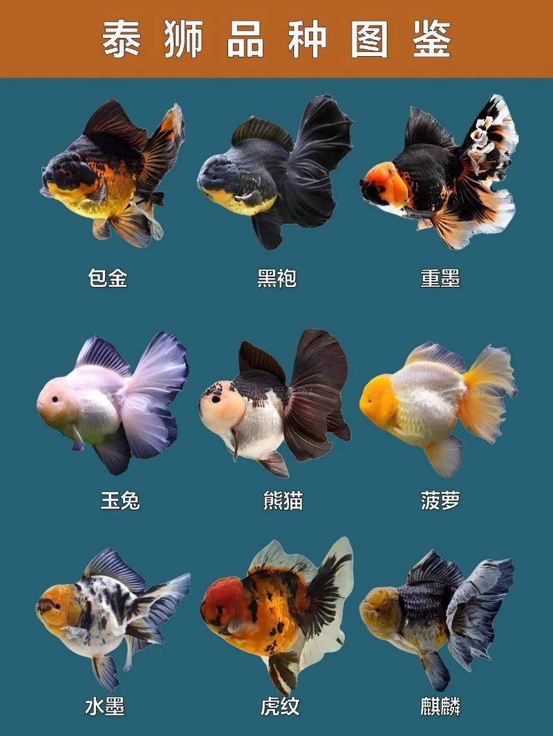 短尾将军原泰F1顺丰包邮（拍完整开箱视频售后）
