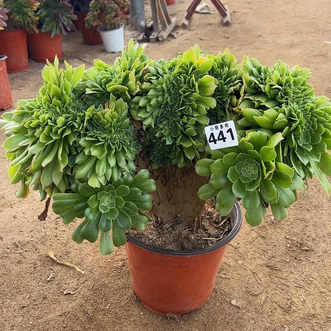 可*441绿羊绒缀化一颗