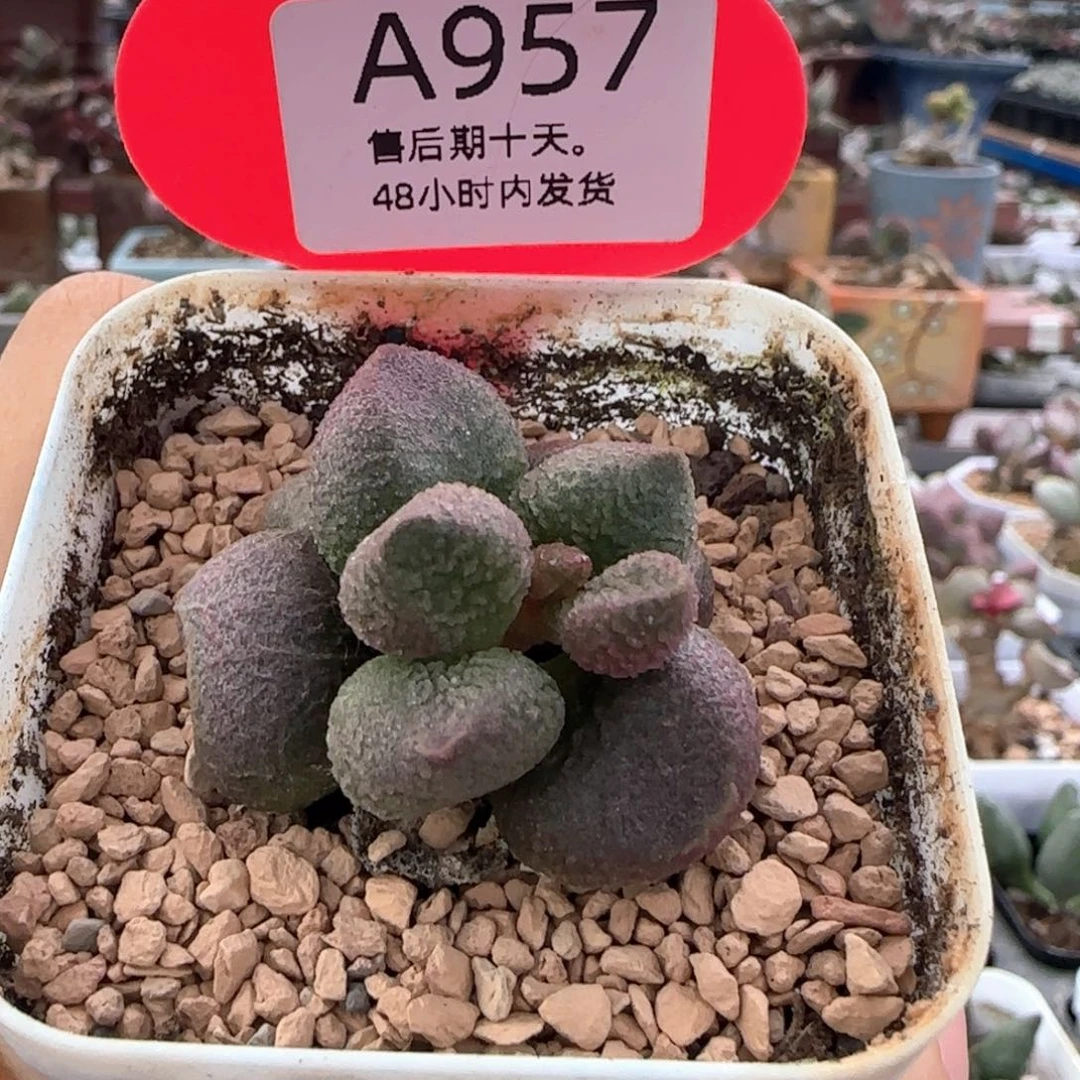 起***难水蜜桃。    957。