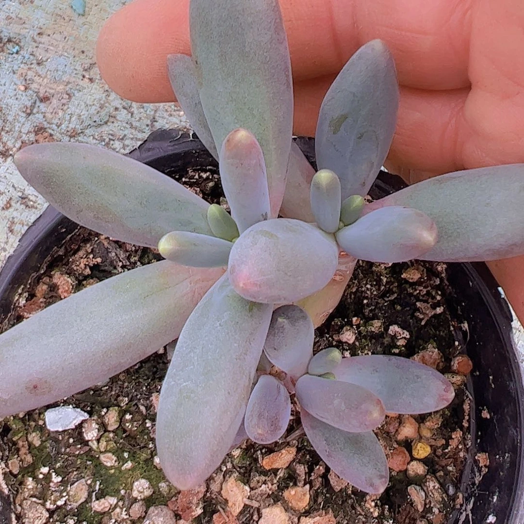 胖体烟花1111111111