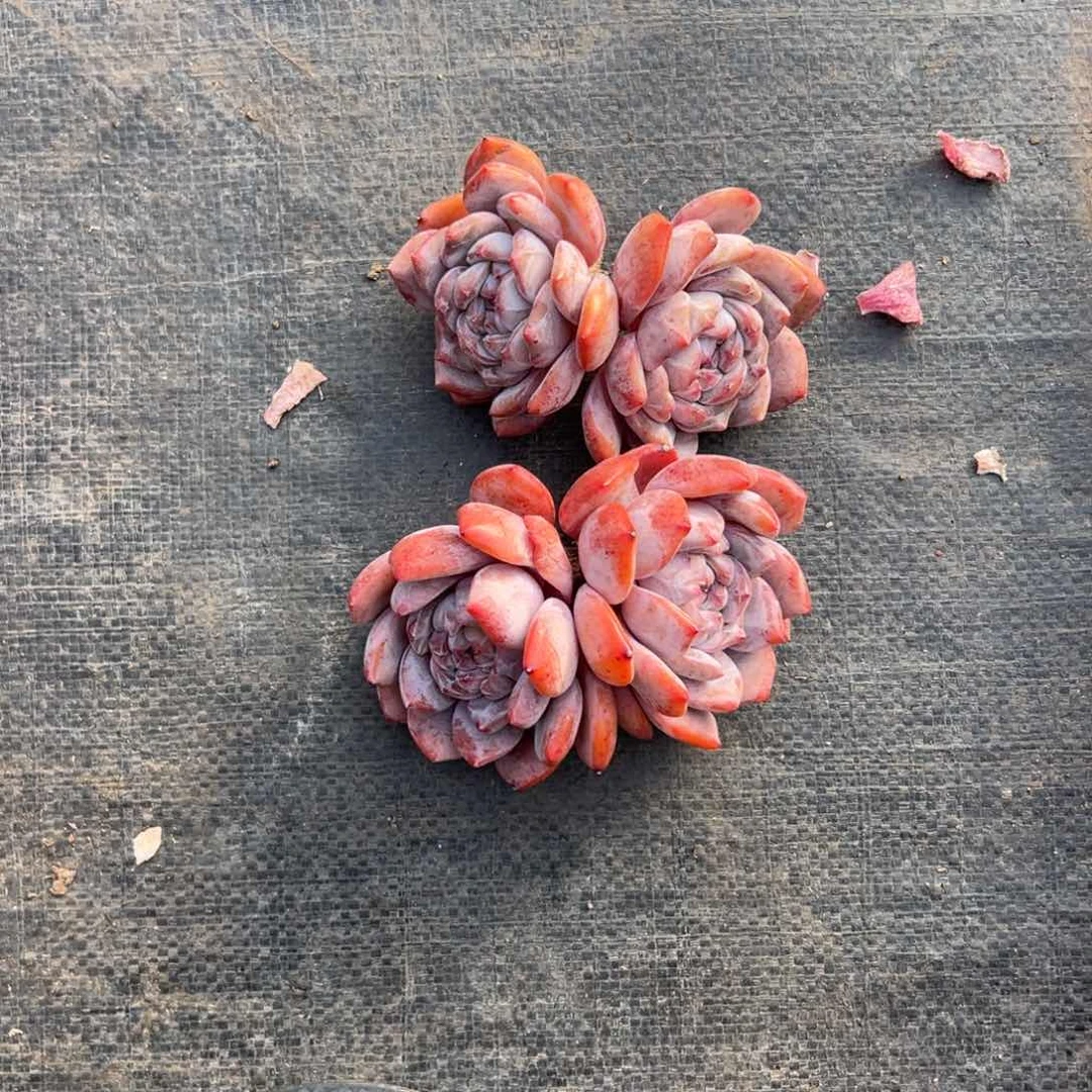 茉**莉俩个双头星影000000000