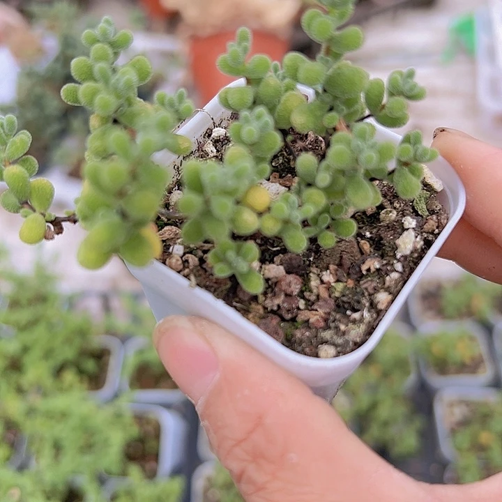 翡翠枝干19包邮多肉