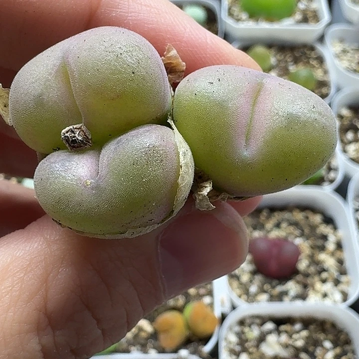 老马生石花空卡佛2431