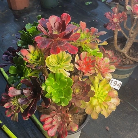 法师嫁接的时候就会有194