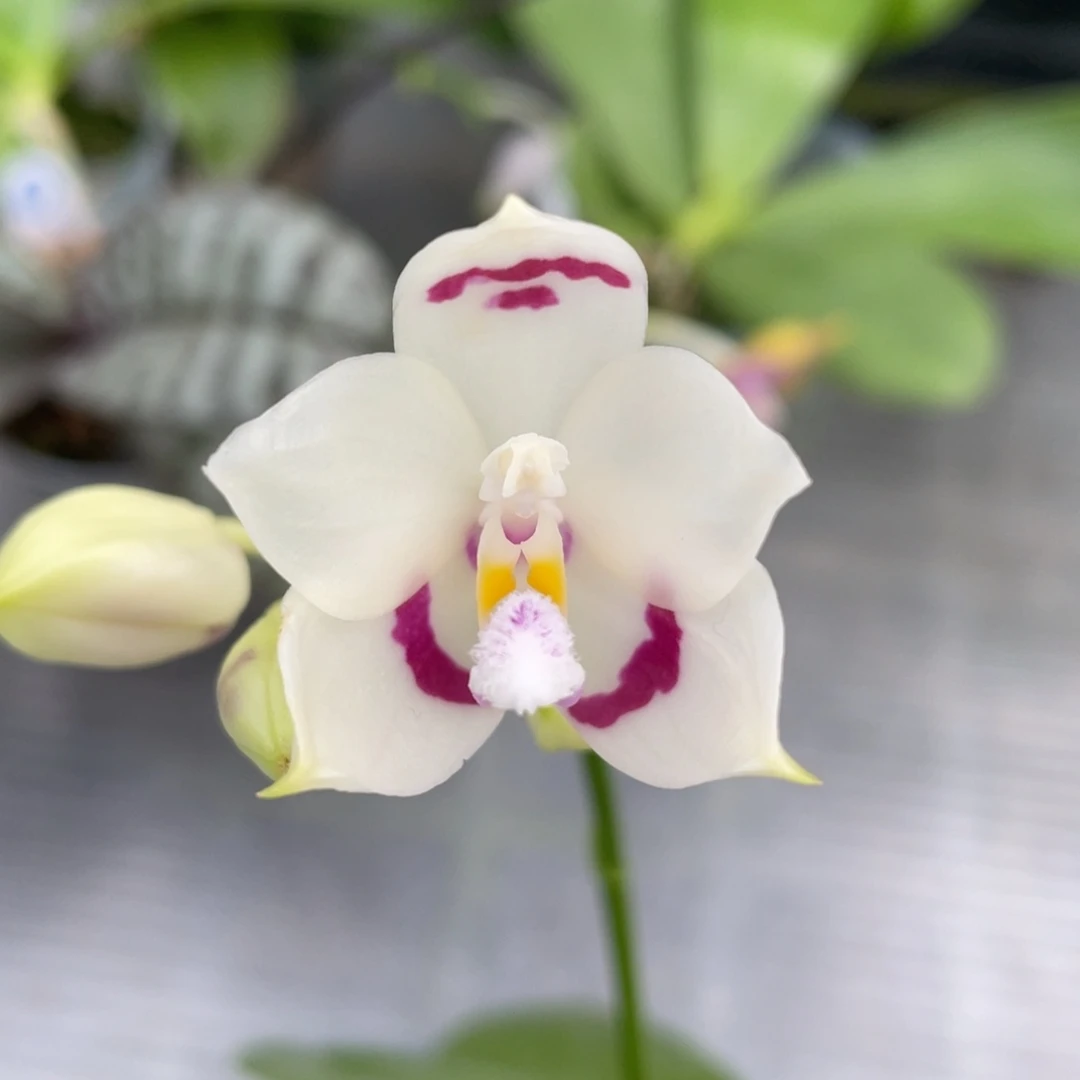 完全开放056咖啡盾交蓝孔雀