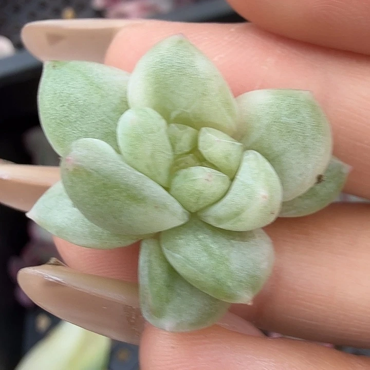 冰月亮锦侧芽可以嫁接