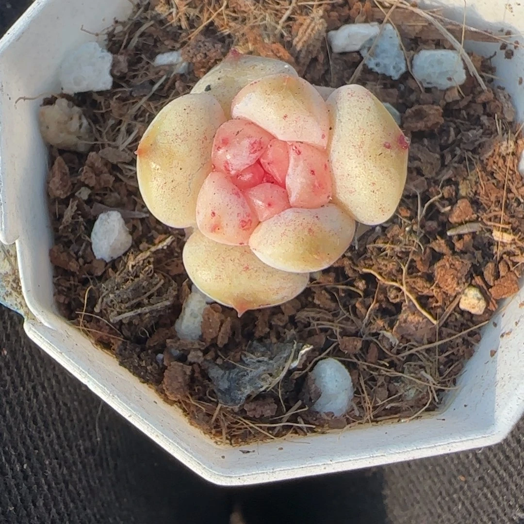 多肉小卡拉米糖心一物一拍