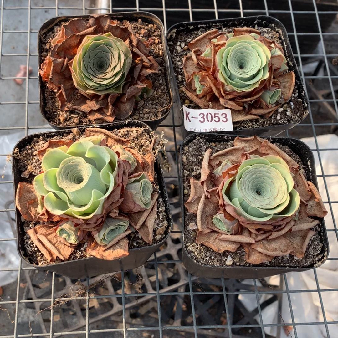3053 会掉侧芽不售后