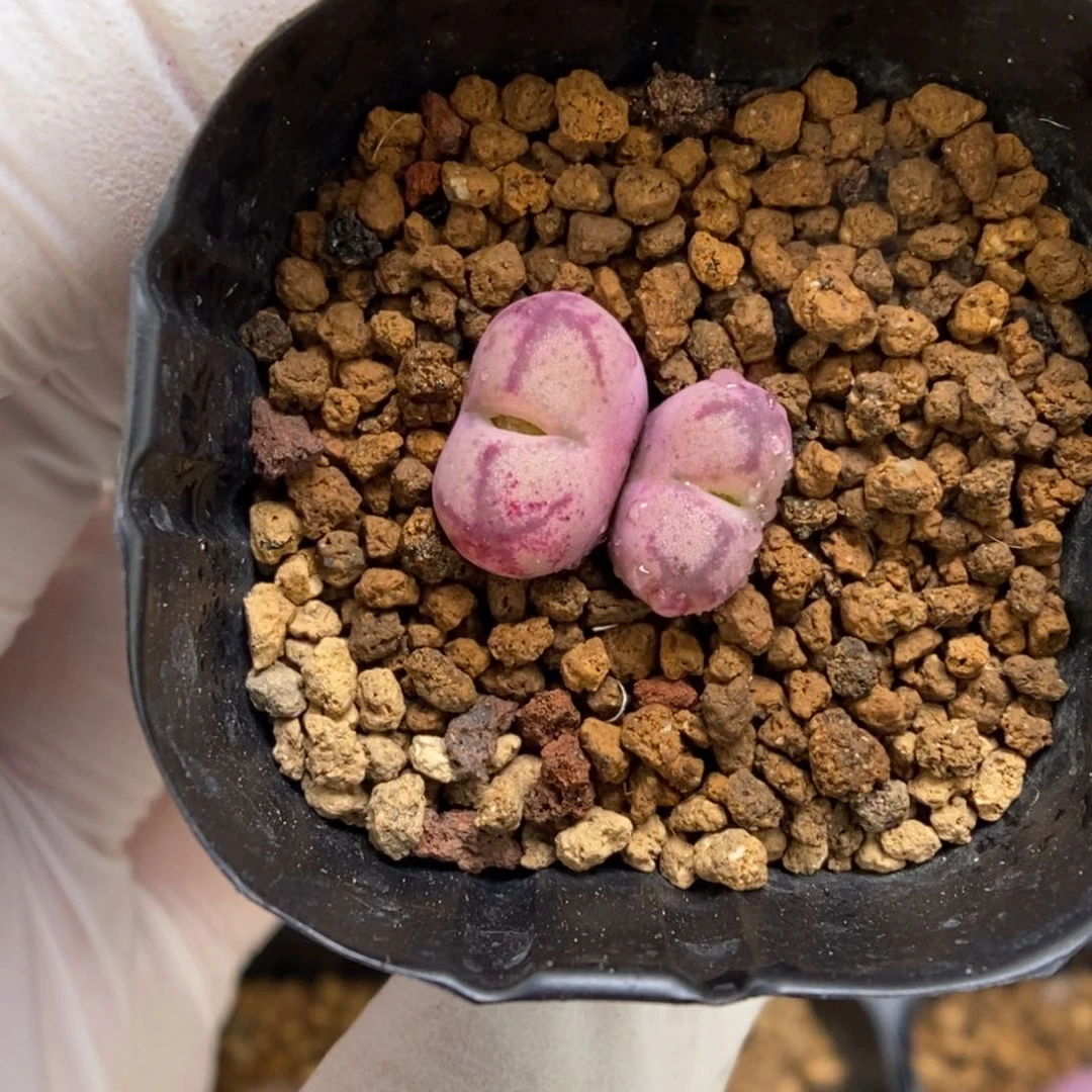多肉植物肉锥杂交K-3904