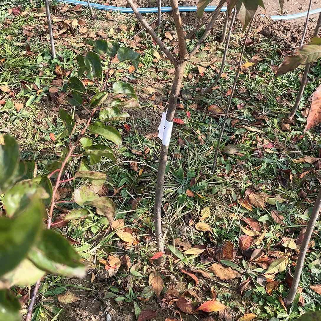 1885乌克兰四号樱桃