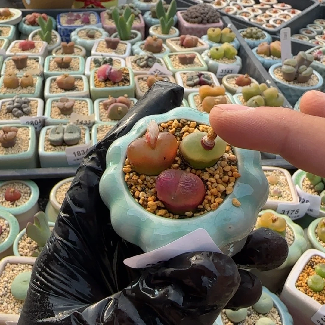 3221--一物一拍 带盆