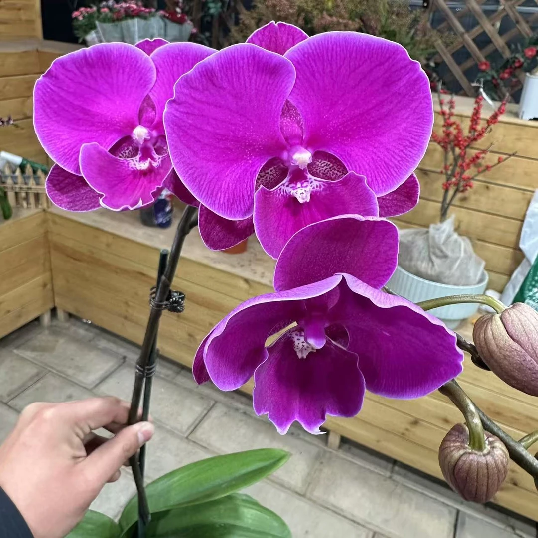 【小陈】蝴蝶兰单花剑带花带花苞发货（火鹤）