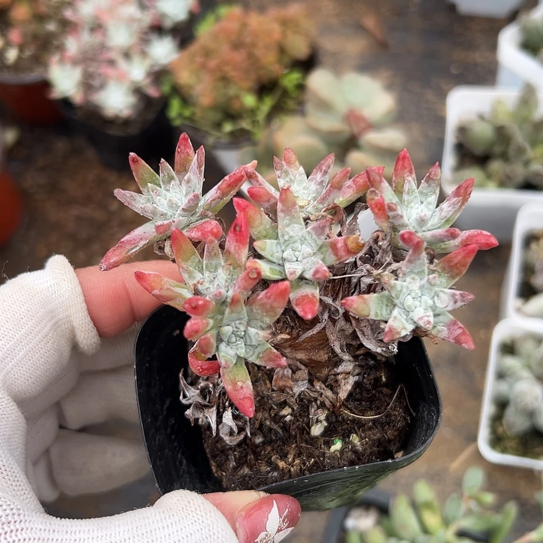 多肉植物白菊老庄