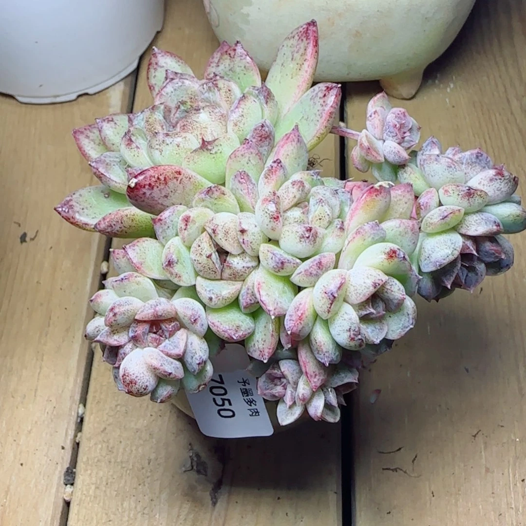 长杆赤水晶，7050多肉植物