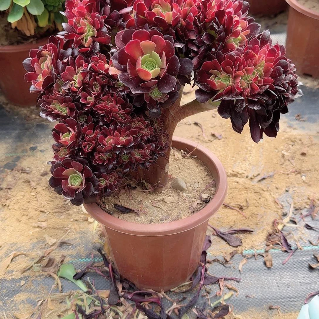 990欧紫朵朵一颗呀呀