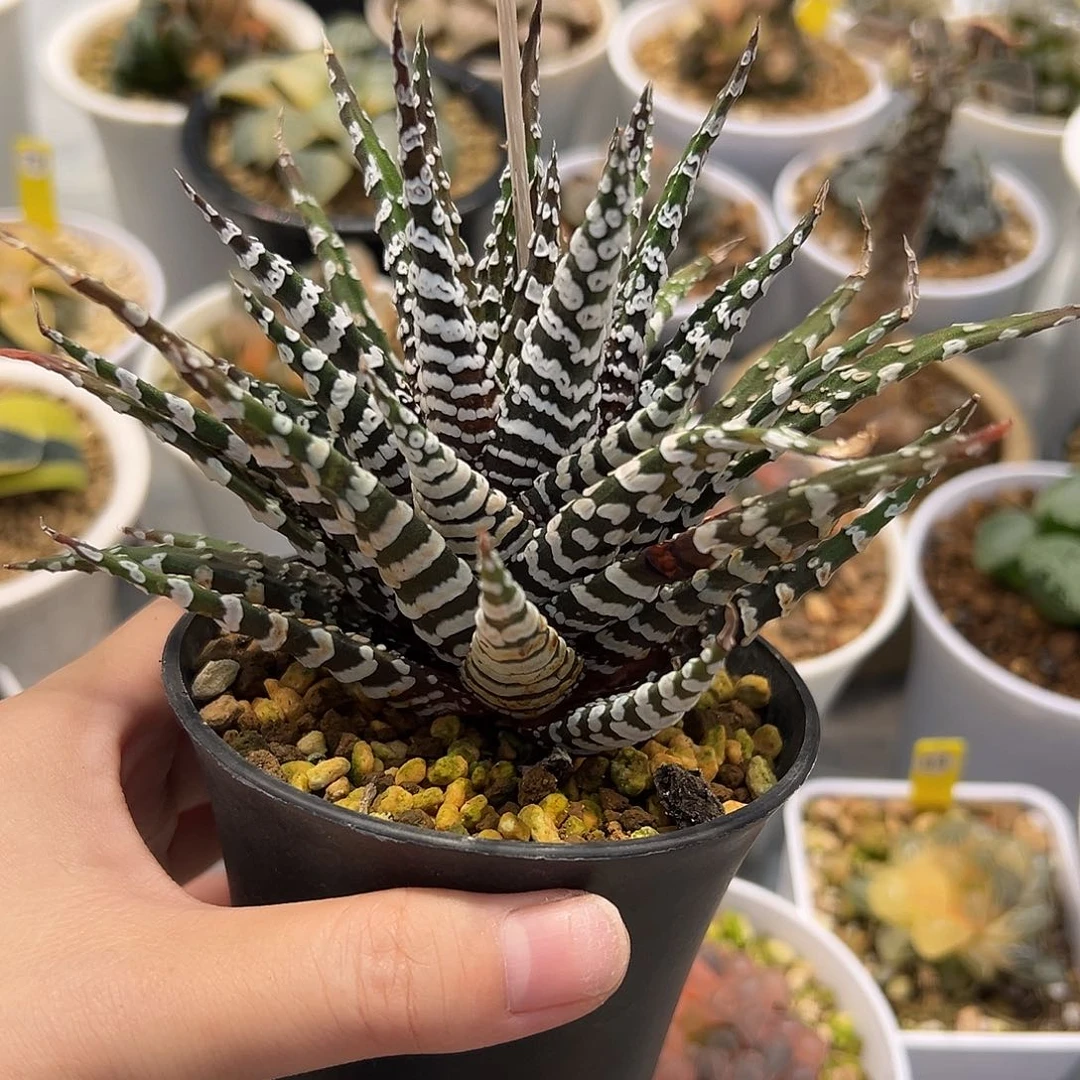 珍***）斑马十二卷多肉植物