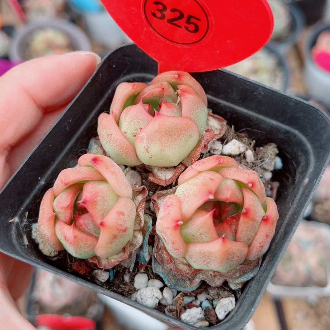 风靡园艺新品珍妮群