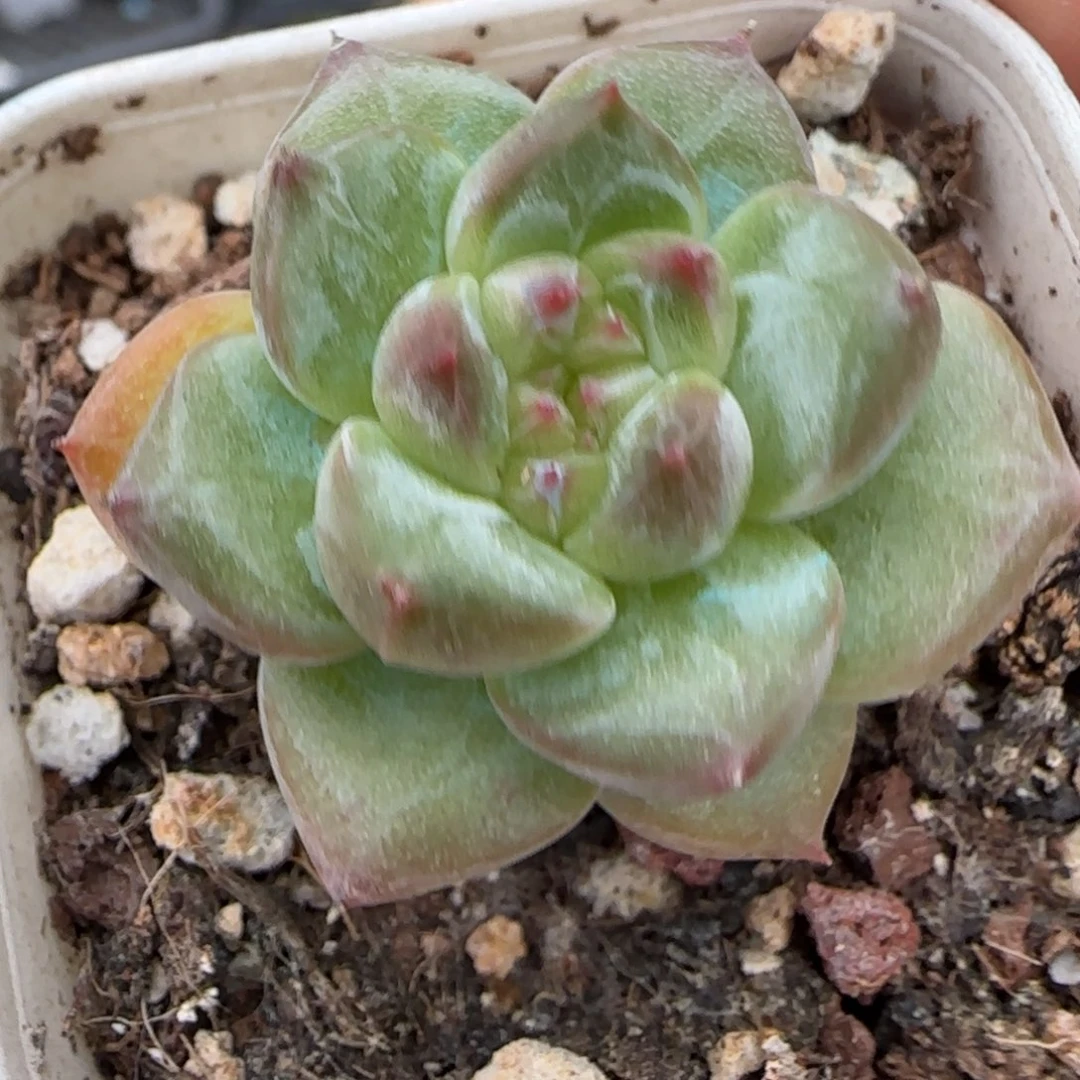 小卡拉米糖心一物一拍